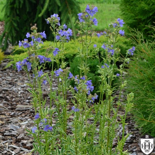 Polemonium caeruleum 'Brise d'Anjou' - Harilik sinilatv 'Brise d'Anjou'